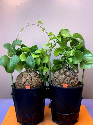 亀甲竜」の人気商品一覧 | 安い商品を通販サイトから探す - 価格.com